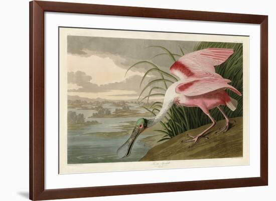 Roseate Spoonbill-John James Audubon-Framed Art Print