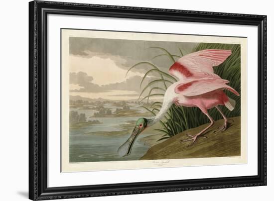 Roseate Spoonbill-John James Audubon-Framed Art Print