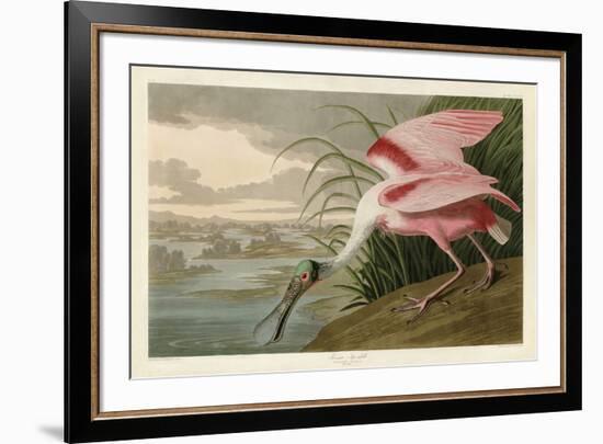 Roseate Spoonbill-John James Audubon-Framed Art Print