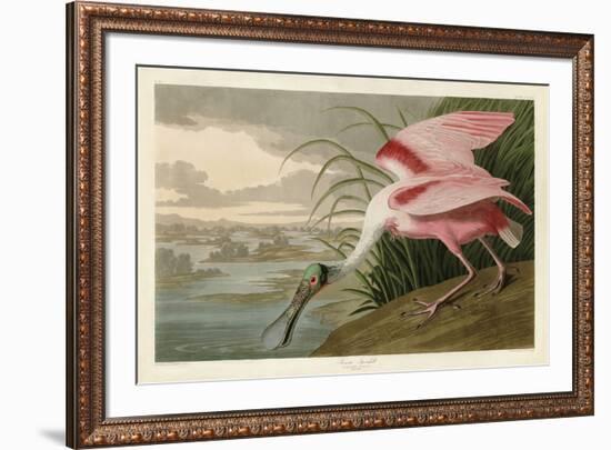 Roseate Spoonbill-John James Audubon-Framed Art Print