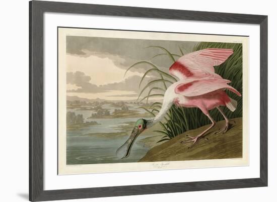 Roseate Spoonbill-John James Audubon-Framed Art Print