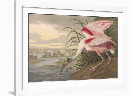 Roseate Spoonbill-James Audubon-Framed Giclee Print