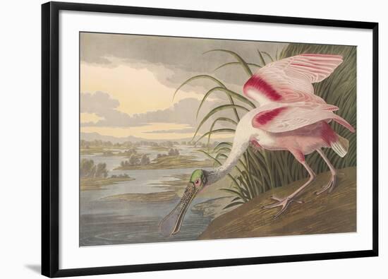 Roseate Spoonbill-James Audubon-Framed Giclee Print