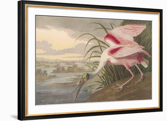 Roseate Spoonbill-James Audubon-Framed Giclee Print