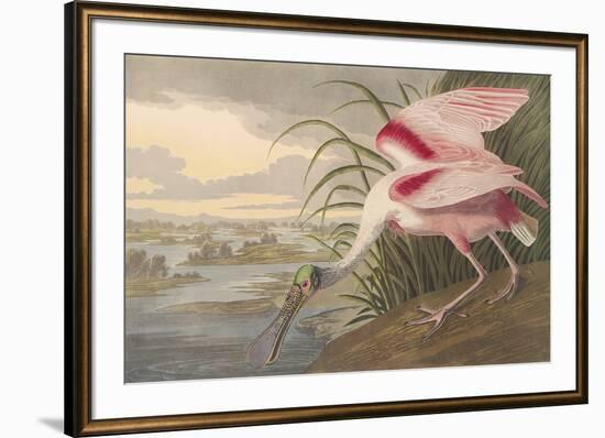 Roseate Spoonbill-James Audubon-Framed Giclee Print