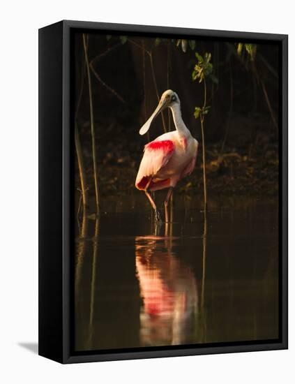 Roseate Spoonbill-Joe McDonald-Framed Premier Image Canvas