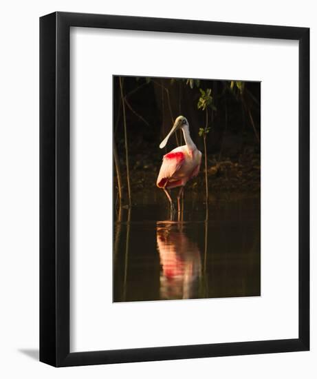 Roseate Spoonbill-Joe McDonald-Framed Photographic Print