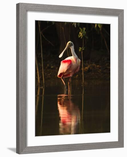 Roseate Spoonbill-Joe McDonald-Framed Photographic Print