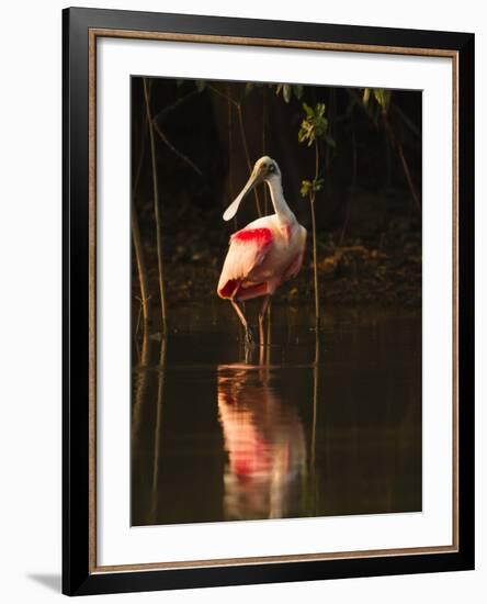 Roseate Spoonbill-Joe McDonald-Framed Photographic Print