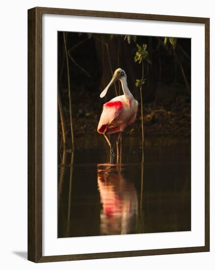 Roseate Spoonbill-Joe McDonald-Framed Photographic Print