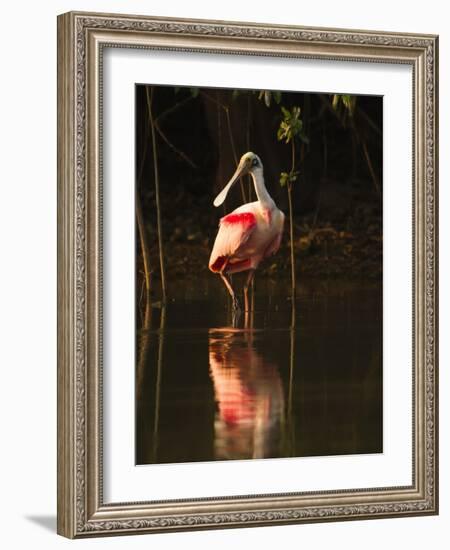 Roseate Spoonbill-Joe McDonald-Framed Photographic Print