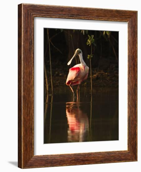 Roseate Spoonbill-Joe McDonald-Framed Photographic Print