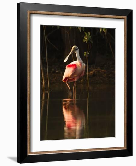 Roseate Spoonbill-Joe McDonald-Framed Photographic Print