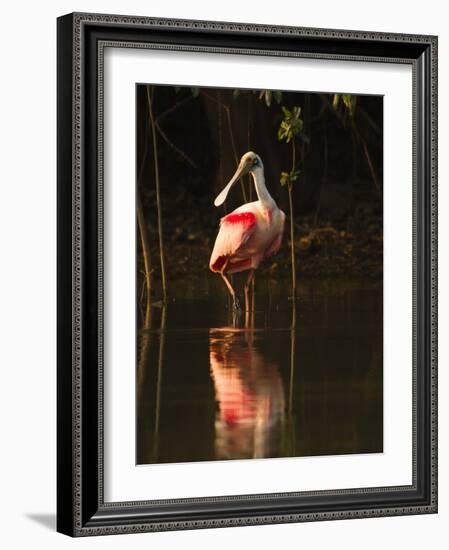 Roseate Spoonbill-Joe McDonald-Framed Photographic Print