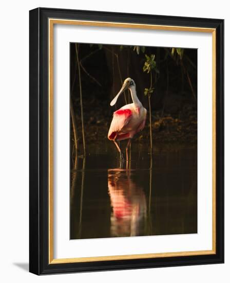 Roseate Spoonbill-Joe McDonald-Framed Photographic Print