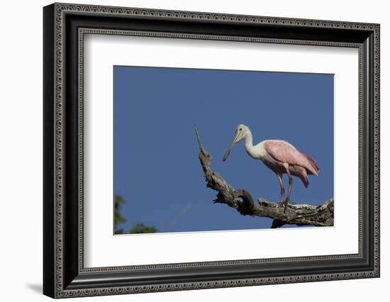 Roseate Spoonbill-Lynn M^ Stone-Framed Photographic Print