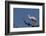 Roseate Spoonbill-Lynn M^ Stone-Framed Photographic Print