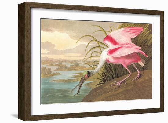 Roseate Spoonbill-John James Audubon-Framed Premium Giclee Print