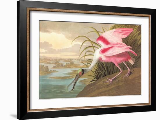 Roseate Spoonbill-John James Audubon-Framed Premium Giclee Print