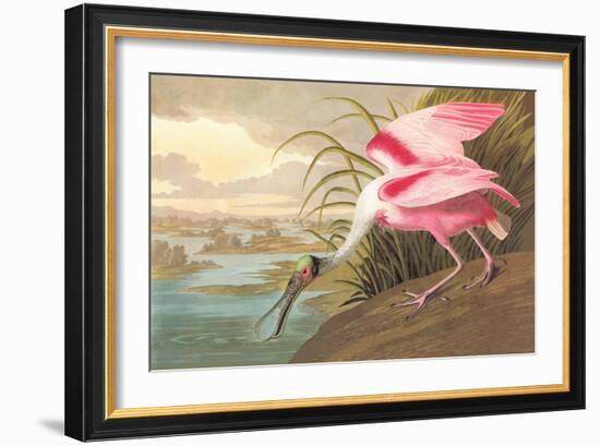 Roseate Spoonbill-John James Audubon-Framed Premium Giclee Print