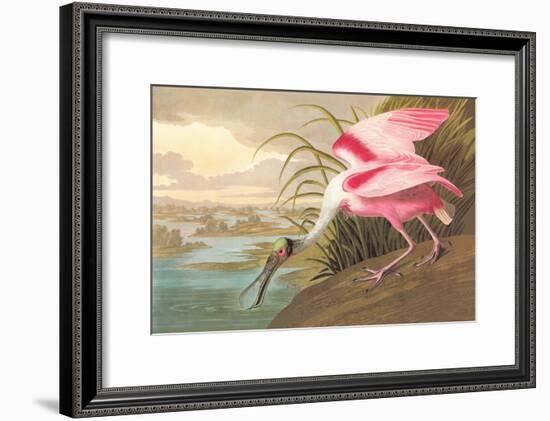 Roseate Spoonbill-John James Audubon-Framed Art Print