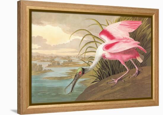 Roseate Spoonbill-John James Audubon-Framed Stretched Canvas