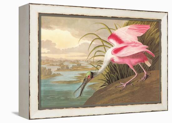 Roseate Spoonbill-John James Audubon-Framed Stretched Canvas