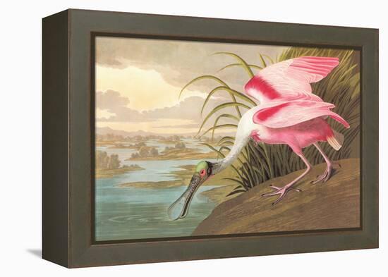 Roseate Spoonbill-John James Audubon-Framed Stretched Canvas