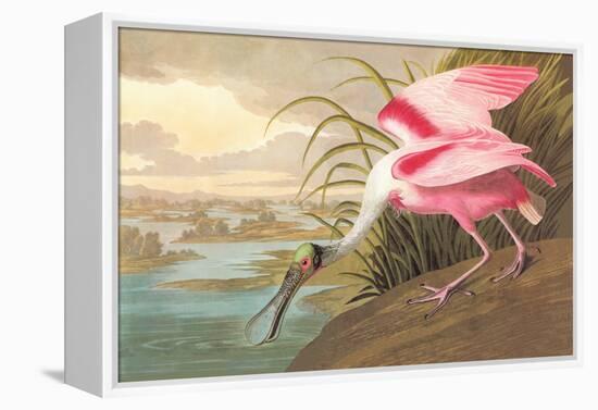 Roseate Spoonbill-John James Audubon-Framed Stretched Canvas