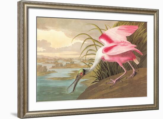 Roseate Spoonbill-John James Audubon-Framed Art Print