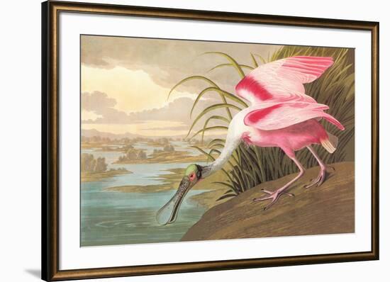 Roseate Spoonbill-John James Audubon-Framed Art Print