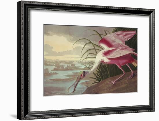 Roseate Spoonbill-John James Audubon-Framed Art Print