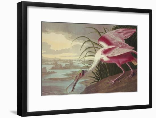 Roseate Spoonbill-John James Audubon-Framed Art Print