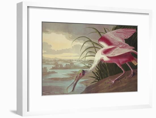 Roseate Spoonbill-John James Audubon-Framed Art Print