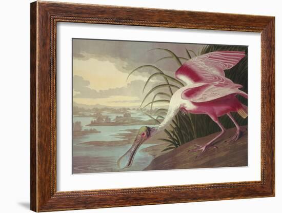 Roseate Spoonbill-John James Audubon-Framed Art Print