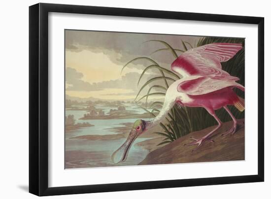 Roseate Spoonbill-John James Audubon-Framed Art Print