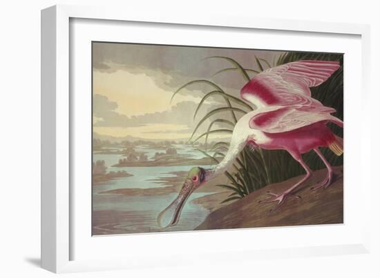 Roseate Spoonbill-John James Audubon-Framed Art Print