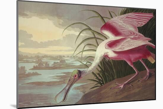 Roseate Spoonbill-John James Audubon-Mounted Art Print