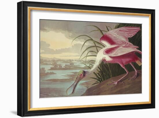 Roseate Spoonbill-John James Audubon-Framed Art Print