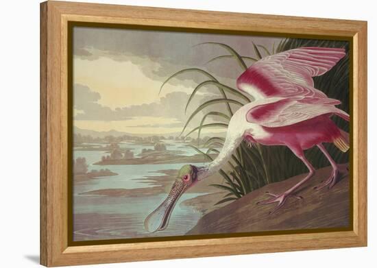 Roseate Spoonbill-John James Audubon-Framed Stretched Canvas