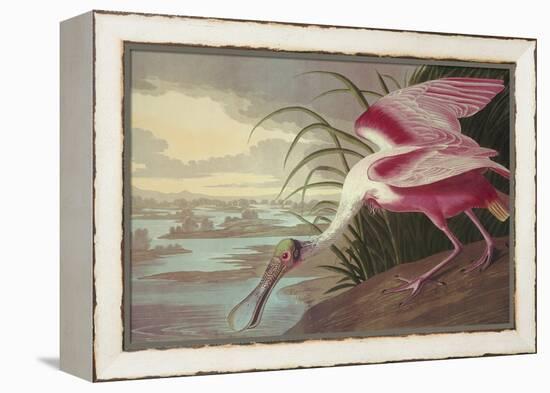 Roseate Spoonbill-John James Audubon-Framed Stretched Canvas