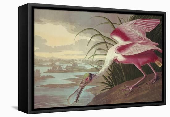 Roseate Spoonbill-John James Audubon-Framed Stretched Canvas