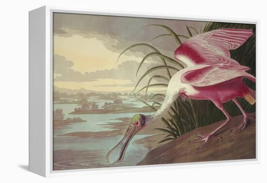 Roseate Spoonbill-John James Audubon-Framed Stretched Canvas