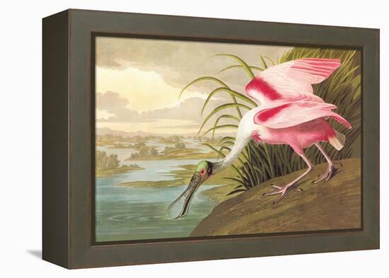 Roseate Spoonbill-John James Audubon-Framed Stretched Canvas