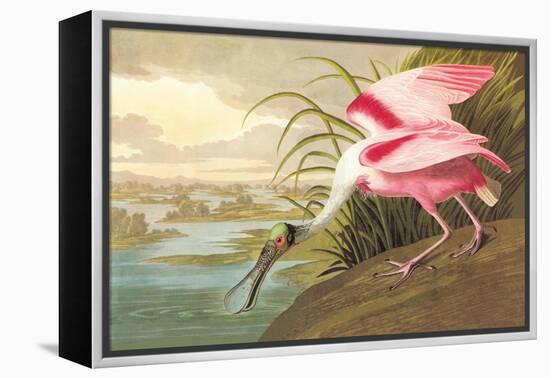 Roseate Spoonbill-John James Audubon-Framed Stretched Canvas