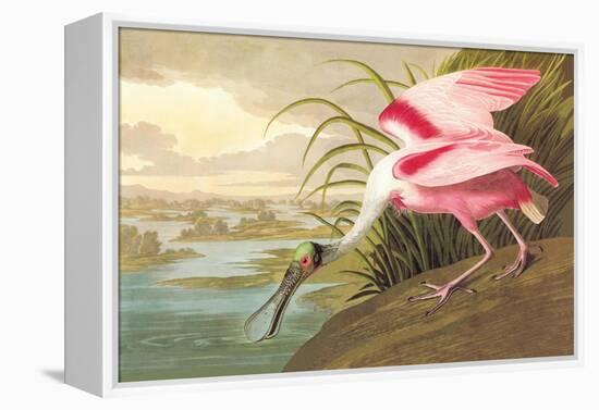 Roseate Spoonbill-John James Audubon-Framed Stretched Canvas