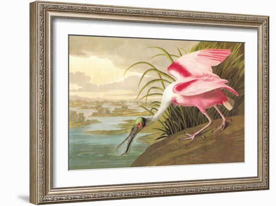 Roseate Spoonbill-John James Audubon-Framed Premium Giclee Print