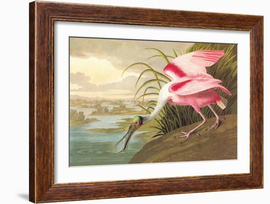 Roseate Spoonbill-John James Audubon-Framed Premium Giclee Print