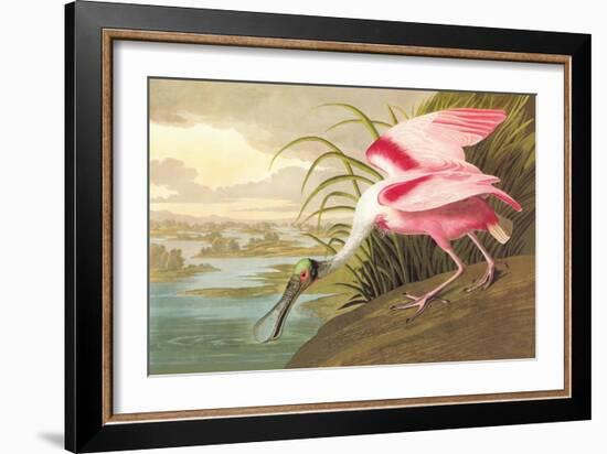 Roseate Spoonbill-John James Audubon-Framed Art Print