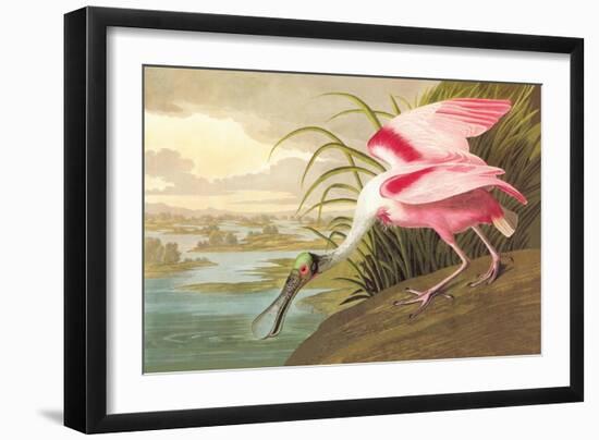 Roseate Spoonbill-John James Audubon-Framed Art Print